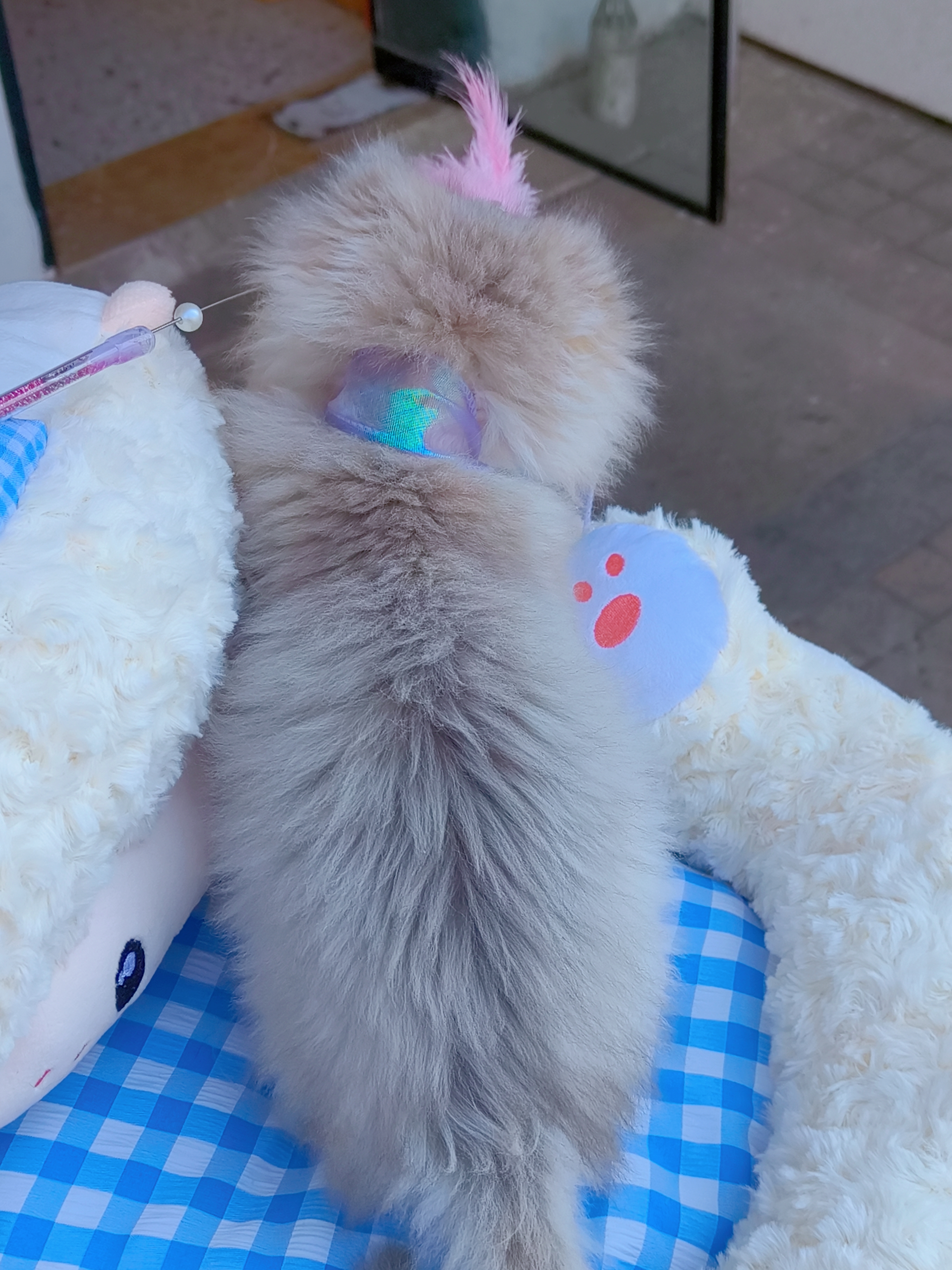 精品长毛蓝金渐层,包邮,送套用品